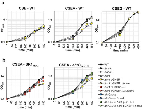 Figure 8. Effects of CsrA and sr1 overexpression on the growth of B. subtilis in CSE minimal medium with different carbon sources.(a) B. subtilis strain DB104 and its isogenic ∆sr1, ∆ahrC, ∆csrA mutants as well as ∆ahrC/∆csrA, ∆sr1(pGKSR1) and ∆sr1/∆csrA(pGKSR1) strains were inoculated at OD600 = 0.1 into CSE minimal medium or CSE supplemented with either glucose (CSEG) or arginine (CSEA) as additional carbon source and growth monitored over 8 h. (b) Investigation of the effects of mutated CsrA binding sites in SR1 (pGKSR1mut2) and ahrC mRNA (ahrCmut1/3) on growth in CSEA. The indicated strains were used. Growth curves in CSE and CSEG are identical and not shown. Data shown with standard deviations (error bars are very small) are the results of four biological replicates.