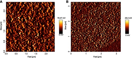 Figure 1 AFM images of blank niosome (A) and Nio-DOX-siRNA (B).Abbreviations: AFM, atomic force microscope; Nio, niosomal; DOX, doxorubicin.