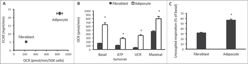 Figure 1. Cellular bioenergetics and mitochondrial function in 3T3-L1 fibroblasts and adipocytes. (A) Cellular bioenergetics measured by cellular oxygen consumption rate (OCR) and extracellular acidification rate (ECAR) in 3T3-L1 fibroblasts and adipocytes. (B) Mitochondrial function represented by basal mitochondrial respiration (basal), respiration due to ATP turnover, uncoupled respiration (UCR) and maximal respiratory capacity in 3T3-L1 fibroblasts and adipocytes. (C) Uncoupled respiration as a percentage of basal mitochondrial respiration in 3T3-L1 fibroblasts and adipocytes. Data are represented as mean ± SEM, n = 10 biological replicates per group. † Denotes significantly different from fibroblasts for both OCR and ECAR. * Denotes significantly different from fibroblasts.