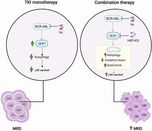Figure 1. Treatment with TKIs leads to activation of ULK1 kinase and induction of ULK1-dependent autophagy in CML LSCs. This effect contributes to therapy resistance and the persistence of bone marrow-located TKI-insensitive CML LSCs (left). MRT403 inhibits the catalytic activity of ULK1 and blocks TKI-induced autophagy in CML LSCs. The consequence of ULK1 inhibition is reduction in mitophagy, and oxidative stress-induced differentiation of primitive CML cells. This sensitizes CML LSCs to TKI treatment, supporting the concept that specific autophagy inhibition may reduce MRD when used in combination with TKI treatment.