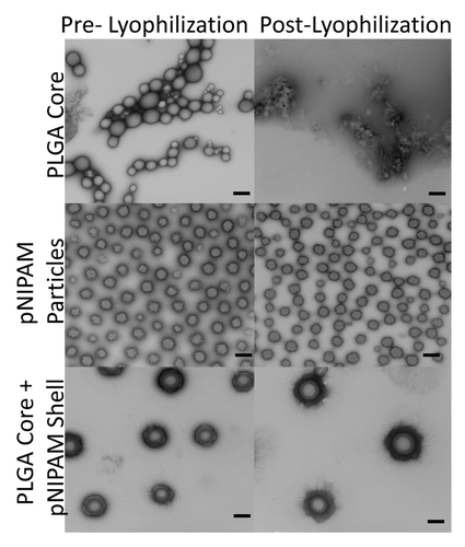 Figure 2. Transmission electron microscope images of the various nanoparticles both pre- and post-lyophilization. Scale bars = 250 nm.