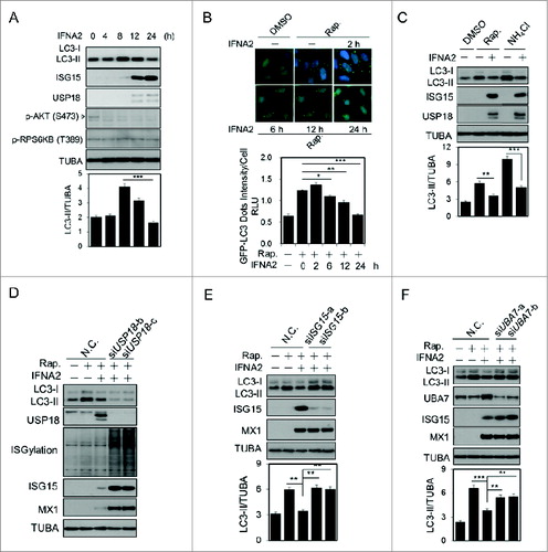 Figure 1. Induction of ISGylation by type I IFN inhibits autophagy. (A) H4 cells were treated with 1 nM IFNA2 for the indicated periods and then harvested for western blotting. Ratios of LC3-II/TUBA were calculated and are shown below. (B) H4-LC3-GFP cells were treated with 1 nM IFNA2 for the indicated periods in the presence of 200 nM rapamycin. Images of the cells were collected using an ArrayScan HCS 4.0 Reader. Representative cells are shown. The average spot intensity in 500 cells from each indicated sample was determined. Data are displayed as means ± SD of the spot intensity per cell (below). RLU, relative leight unit. (C) Type I IFN inhibits autophagic flux. H4 cells were treated with 2 nM IFN1@ for 24 h in the presence or absence of 10 mM NH4Cl. Then cells were harvested for western blotting analysis. Ratios of LC3-II/TUBA were calculated and are shown below. (D, E, F) ISGylation inhibits autophagy. H4 cells were transfected with control siRNA or 2 unique siRNAs targeting USP18 (D), ISG15 (E) and UBA7 (F), respectively, cultured for 48 h, and then stimulated with 2 nM IFNA2 for another 24 h. The cells were harvested and subjected to western blotting analysis. Ratios of LC3-II/TUBA were calculated and are shown below.