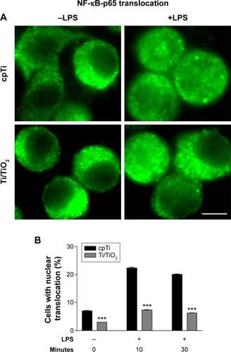 Figure 3 Effects of titania nanotubes vs cpTi on the nuclear translocation of NF-κB-p65.Notes: (A) Fluorescent imaging of p65 in untreated and LPS-stimulated RAW 264.7 macrophages. Scale bar represents 10 µm. (B) Percentage of cells displaying nuclear accumulation of p65. Comparison was made between Ti/TiO2 and cpTi at 10 and 30 minutes poststimulation on six representative microscopic fields. The data are expressed as mean ± SD. ***P<0.001.Abbreviations: cpTi, commercial pure titanium; LPS, lipopolysaccharide; NF-κB, nuclear factor kappa-light-chain-enhancer of activated B cells; SD, standard deviation; vs, versus.