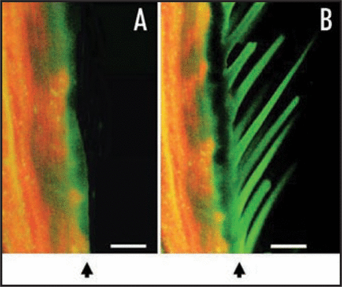 Figure 2 Immunohistochemical localization of OSBP in chemosensory organs of A. alcinous. (A) Female chemosensory organs without antiserum against OSBP. (B) Female chemosensory organs with antiserum against OSBP. Arrowheads indicate the cuticle. Green fluorescence indicates OSBPs signals, and auto-fluorescence is shown in orange. Scale bar, 20 µm.