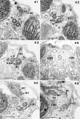 Figs 41–46. Flagellar root structure in Ochrosphaera neapolitana. Figs 41–43. Serial transverse sections of flagellar bases showing partial tangential views of the contractile root (Cr) with interconnecting microfilaments (Mf). Fig. 41. Section showing the right and left flagellar bases linked by the intermediary striated connecting band (Ib); a mitochondrion (m) is visible. Fig. 42. Section nearer the cell surface showing the haptonematal base (H) linked to the left flagellar base by a small non-striated accessory band (Ab3). Fig. 43. Section showing root (R1) in contact with the haptonematal base. Root (R2) shown in longitudinal section with the fibrous root (Fr) also visible. Fig. 44. Crystalline root (CR2) is seen in transverse section, CR1 in longitudinal section, and part of the Cr is also illustrated. Figs 45, 46. Serial tangential sections through the sheet of microtubules (Mt) of the Cr. Fig. 45. Section through microtubules (Mt) of Cr, showing their regular spacing and linkage by microfilaments (Mf). Fig. 46. Section showing Cr in close proximity to a mitochondrion. Root (R2) and its crystalline component (CR2) (in longitudinal section) are also visible. Scale bars represent 0.5 µm.