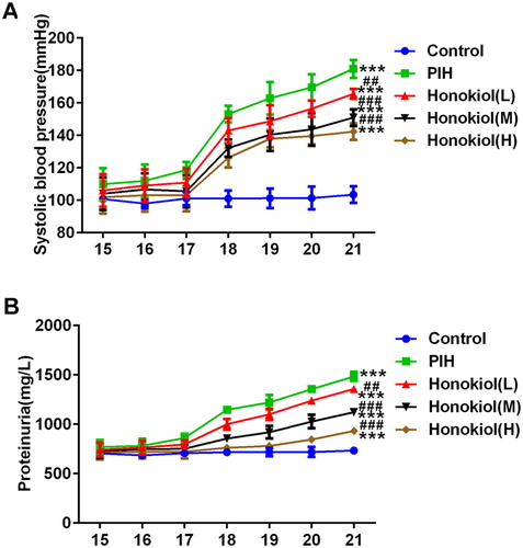 Figure 1. Honokiol attenuated SBP (A) and proteinuria (B) in PIH rats. Note: (A) SBP was detected at indicated time points. (B) Urinary protein concentrations were measured at indicated time points. Data are expressed as (mean ± SD) [n = 10]; error bars represent standard deviation (±SD). ***p < 0.001 compared with the control group. ##p < 0.01 and ###p < 0.001 compared with the PIH group.