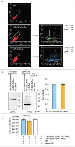 Figure 7. The effects of HA-CLS-DsRed on the cell cycle. (A) The cell-cycle phases (right panels) of HA-CLS-DsRed- and HA-DsRed-positive HeLa S3 cells (boxed areas: Left panels) were measured by BrdU incorporation into DNA using flow cytometry. (B) Western blot analysis showing cyclin A and Cdk2 expression in HA-CLS-DsRed- and HA-DsRed-transfected cells. Cell extracts were used for anti-cyclin A immunoprecipitations. The immunoprecipitates were immunoblotted and probed with anti-Cdk2 antibody to detect Cdk2 expression in Cdk2-cyclin A complexes from HA-CLS-DsRed- and HA-DsRed-transfected cells. Presented results are representative of 3 experiments. The histograms show quantification of Cdk2 expression. (C) Kinase assays of Cyclin A immunoprecipitations from cells transfected with HA-CLS-DsRed and HA-DsRed. The Cdk2-cyclin A activity was measured by Kinase-Glo Plus Luminescent Kinase Assay (Promega). Presented results are representative of 3 experiments. The histograms present quantified luminescence, which is related to kinase activity.