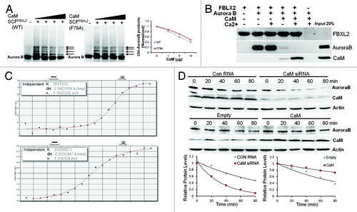 Figure 3. SCFFBXL2 directed ubiquitination of Aurora B is antagonized by CaM. (A) In vitro ubiquitination assays. Purified SCF complex containing either WT FBXL2 or F79A FBXL2 were incubated with Aurora B and the full complement of ubiquitination reaction components with increasing amounts of CaM (1, 5, 10, 20 ug protein). Arrows indicate polyubiquitinated products. Ubiquitinated Aurora B products were normalized and graphed (right panel, n = 2 experiments). (B) V5-FBXL2-agarose beads were generated and used as bait and incubated with combinations of purified Aurora B or CaM with or without exogenous calcium. After washing of beads (150mM NaCl, 0.1% Triton X-100), proteins were eluted and resolved by SDS-PAGE followed by Aurora B, CaM, and V5 immunoblotting. (C) ITC binding analysis of Aurora B peptide (LQKSRTFEDQR) encoding a CaM-binding motif binding with CaM (upper panel) and FBXL2 (lower panel) in vitro (n = 2 experiments). (D) Aurora B protein half-life determination after CaM overexpression or CaM knockdown using siRNA (n = 2 experiments). Below each panel levels of each protein on immunoblots were quantified densitometrically and shown graphically.