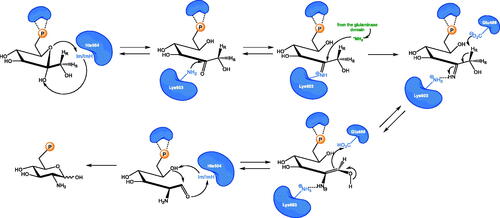 Scheme 2. Mechanism of sugar phosphate isomerisation by GlcN-6-P synthase. Im and ImH+ represent the non-protonated or protonated form of the imidazole ring, respectively.