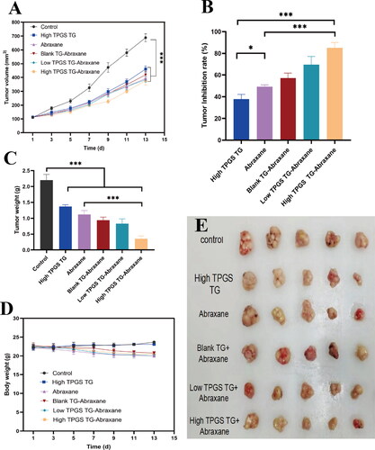 Figure 7. In vivo antitumor effects of TPGS-TG and Abraxane® in MCF-7-ADR tumor-bearing female nude mice. (A) Changes in tumor volumes during treatment in tumor-bearing mouse groups, (B) tumor inhibition rates in tumor-bearing mouse groups, (C) tumor weights in tumor-bearing mouse groups, (D) relative body weight changes in tumor-bearing mouse groups during treatments, and (E) tumor anatomy in tumor-bearing mouse groups. Error bars indicate standard deviation (n = 5, *p < 0.05, ***p < 0.001).