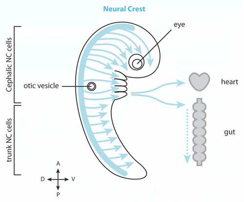 Figure 1 Neural crest cell migration. Neural crest (NC) cells (blue) emerge from the dorsal neuroepithelium and migrate extensively throughout the embryo. The cephalic NC cells mainly migrate under the skin and toward the ventral portions of the face with some subpopulations migrating further ventrally toward the heart and along gut. The trunk NC cells mostly invade the ventral regions of the trunk and colonize the skin.