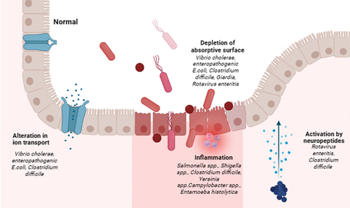 Figure 2. Mode of the pathogenesis of infectious diarrhoea and the corresponding enteropathogens (created using Biorender.com).