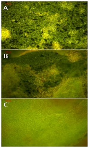 Figure 8 Fluorescence microscopy images of NIH3T3 cells cultured on A) 1, B) 2, and C) 4 days. The cells were stained by acridine orange stain.