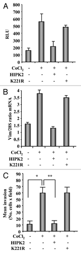 Figure 5. Chemical hypoxia induces vimentin expression and cell migration in MCF7 cells that may be reverted by HIPK2 overexpression. (A) MCF7 cells were co-transfected with the vimentin-luciferase reporter plasmid together with HIPK2, K221R mutant or empty vector. Sixteen hours after transfection, cells were treated with CoCl2 (200 µM). Luciferase activity was measured 24 h after treatment. Results, normalized to β-gal activity, are the mean of three independent experiments, performed in duplicate, ± S.D. RLU: Realtive Luciferase Units. (B) Semi-quantitative RT-PCR analysis of vimentin mRNA in MCF7 treated as in (A). Results are shown as the ratio between vimentin and 28S mRNA levels, as measured by densitometric analysis. (C) The low invasive MCF7 cell line was transfected with HIPK2 or K221R expression vectors empty vector. Sixteen hours after transfection, cells were treated with CoCl2 (200 µM) and 24 h later serum-starved (2% FBS) for additional 24 h. Cell invasion was measured using a Boyden’s chamber invasion assay. Mean invaded cells/microscopic field, ± S.D., is shown. *p < 0.007, **p < 0.0003.