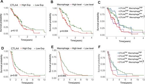 Figure 6 The combination of CTLA4 and macrophage is a better marker for prognosis. Kaplan-Meier analysis in patient groups with high and low CTLA4 (A), macrophage (B), and the combination (C) in TCGA GBM cohort. Kaplan-Meier analysis in patient groups with high and low CTLA4 (D), macrophage (E), and the combination (F) in CGGA GBM cohort. **P < 0.01.