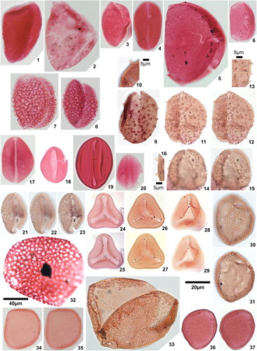 Plate 3. 1. Longapertites microfoveolatus Adegoke & Jan du Chêne Citation1975, Okigwe B1.1 (X38,3), 2. Longapertites proxapertitoides var. proxapertoides Van der Hammen & Garcia Citation1966, Okigwe A5.1 (X44,2), 3. Longapertites proxapertitoides var. reticuloides Van der Hammen & Garcia Citation1966, Amaogugu 1.1 (T38), equatorial view, 4. Longapertites proxapertitoides var. reticuloides Van der Hammen & Garcia Citation1966, Ozuitem 3.1 (V65,1), polar view, 5. Longapertites vaneendenburgi Germeraad et al. Citation1968, Okigwe B2.1 (L39,2), 6. Longapertites cf. marginatus van Hoeken-Klinkenberg Citation1964, Amaogugu 1.1 (S58,3), 7. Longapertites crassireticuloides sp. nov., Okigwe A5.1 (M33,4), holotype, 8. Longapertites crassireticuloides sp. nov., Okigwe A5.1 (G33,3), paratype, 9. Mauritiidites crassibaculatus van Hoeken-Klinkenberg Citation1964, Okigwe A1.1 (D53,4), 10. Mauritiidites crassibaculatus van Hoeken-Klinkenberg Citation1964, Okigwe A1.1 (D53,4), details of sculptural elements, note 5 µm scale bar, 11. Mauritiidites franciscoi var. franciscoi van Hoeken-Klinkenberg Citation1964, Okigwe B3.1 (M33,2), high focal plane, 12. Mauritiidites franciscoi var. franciscoi van Hoeken-Klinkenberg Citation1964, Okigwe B3.1 (M33,2), low focal plane, 13. Mauritiidites franciscoi var. franciscoi van Hoeken-Klinkenberg Citation1964, Okigwe B3.1 (M33,2), details of sculptural elements, note 5 µm scale bar, 14. Mauritiidites franciscoi var. minutus Van der Hammen & Garcia Citation1966, Okigwe B6.1 (R46), high focal plane, 15. Mauritiidites franciscoi var. minutus Van der Hammen & Garcia Citation1966, Okigwe B6.1 (R46), low focal plane, 16. Mauritiidites franciscoi var. minutus Van der Hammen & Garcia Citation1966, Okigwe B6.1 (R46), details of sculptural elements, note 5µm scale bar, 17. Monocolpopollenites ovatus Jaramillo & Dilcher Citation2001, Okigwe B1.1 (Y57,4), 18. Monocolpopollenites tranquillus (Potonié Citation1934) Jansonius & Hills Citation1976, Ameke 1.1 (V52,1), 19. Psilamonocolpites grandis Van der Hammen & Garcia Citation1966, Ozuitem 6.1 (V55,4), 20. Psilamonocolpites medius (Van der Hammen 1956) Van der Hammen & Garcia Citation1966, Amaogugu 7.1 (T56,3), 21. Retimonocolpites aff. nigeriensis van-Hoeken-Klinkenberg 1966, Okigwe B7.1 (N56,3), high focal plane, 22. Retimonocolpites aff. nigeriensis van-Hoeken-Klinkenberg 1966, Okigwe B7.1 (N56,3), mid focal plane, 23. Retimonocolpites aff. nigeriensis van-Hoeken-Klinkenberg 1966, Okigwe B7.1 (N56,3), low focal plane, 24. Luminidites microreticulatus sp. nov., Okigwe B4.1 (H53,3), holotype, high focal plane, 25. Luminidites microreticulatus sp. nov., Okigwe B4.1 (H53,3), holotype, low focal plane, 26. Luminidites microreticulatus sp. nov., Okigwe B4.1 (F48), paratype, high focal plane, 27. Luminidites microreticulatus sp. nov., Okigwe B4.1 (F48), paratype, low focal plane, 28. Luminidites microreticulatus sp. nov., Okigwe B4.1 (P52,2), paratype, high focal plane, 29. Luminidites microreticulatus sp. nov., Okigwe B4.1 (P52,2), paratype, mid focal plane showing columellae tips, 30. Proxapertites cursus van Hoeken-Klinkenberg Citation1966, Okigwe B6.1 (T35), high focal plane, 31. Proxapertites cursus van Hoeken-Klinkenberg Citation1966, Okigwe B6.1 (T35), low focal plane, 32. Proxapertites humbertoides (Van der Hammen Citation1954) Sarmiento Citation1992, Okigwe B2.1 (P62), note 40 µm scale bar, 33. Proxapertites magnus Muller et al. Citation1987, Okigwe B6.1 (U54,2), 34. Proxapertites operculatus (Van der Hammen Citation1954) Van der Hammen 1956, Okigwe B2.1 (U51,2), high focal plane, 35. Proxapertites operculatus (Van der Hammen Citation1954) Van der Hammen 1956, Okigwe B2.1 (U51,2), low focal plane, 36. Proxapertites psilatus Sarmiento Citation1992, Ozuitem 6.1 (Q34), high focal plane, 37. Proxapertites psilatus Sarmiento Citation1992, Ozuitem 6.1 (Q34), low focal plane.