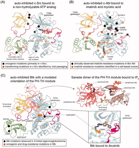 Figure 6. Disease-related and drug resistance mutations in in the Src module. A. Oncogenic mutations in c-Src, mapped onto a crystal structure of the auto-inhibited form of c-Src (PDB code 2SRC). Most of the mutation sites indicated by a black sphere are reported activating mutations in the v-Src gene of the Rous sarcoma virus, given in chicken c-Src numbering with the human c-Src numbering in parentheses: R95(98)W, T96(99)I, D117(120)N, R318(321)Q, T338(341)I. The sites at which the C-terminal tail of c-Src starts to differ from v-Src, and where a C-terminal truncation is observed a small subset of human colon cancers, are also marked with a black sphere. Note that the T338(341)I mutation is at the canonical ‘gatekeeper’ residue and also causes resistance to the drug dasatinib. Orange spheres mark the point mutations E378(381)G and I441(444)F, which were identified by passaging a virus encoding c-Src in fibroblast cells and selecting for cell transformation. These mutations are independently sufficient to hyperactivate c-Src (Kato et al. Citation1986; Levy et al. Citation1986). B. Sites of drug resistance mutations in Bcr-Abl, mapped onto a crystal structure of the auto-inhibited form of c-Abl (PDB code 1OPL). Mutation sites marked by a black sphere were identified in the first major survey of clinically observed resistance mutations to imatinib (Shah et al. Citation2002), and are given in human c-Abl isoform 1b numbering with the isoform 1a numbering in parentheses: M263(244)V, G269(250)E, Q271(252)H/R, Y272(253)F/H, E274(255)K, T334(315)I, F336(317)L, M370(351)T, E374(355)G, F378(359)V, L406(387)M, H415(396)R. Mutation sites marked by an orange sphere are examples of mutations distal to the imatinib binding site that confer resistance in a cell-based assay for oncogenic transformation (Azam et al. Citation2003): E298(279)K, V357(338)G, V358(339)A/G, A363(344)V, G391(372)R, G482(463)D, M491(472)I, F505(486)S, E513(494)A, I521(502)M, E528(509)D. C. Disease-related mutations in Btk, mapped onto a model of full-length Btk (left) from (Wang et al. Citation2015) (also see structures with PDB codes 4Y93 and 4XI2), a crystal structure of the Saraste dimer of the PH-TH module (top right, PDB code 4Y94), and a crystal structure of the Btk kinase domain bound to ibrutinib (bottom right, PDB code 5P9J). Residue numbering corresponds to that of the human Btk sequence. Sites of some inactivating mutations in XLA are shown as black spheres (R307G/K/T, L369F, R372G, G414R, R525K/G) or black ball and stick model in the case of R28H. The site of N-terminal truncation in an oncogenic form of Btk (Met 89), the critical cysteine (Cys 481) that reacts with the drug ibrutinib, and other sites of resistance mutations (T474I and L528W) are shown in orange (see colour version of this figure at www.tandfonline.com/ibmg).