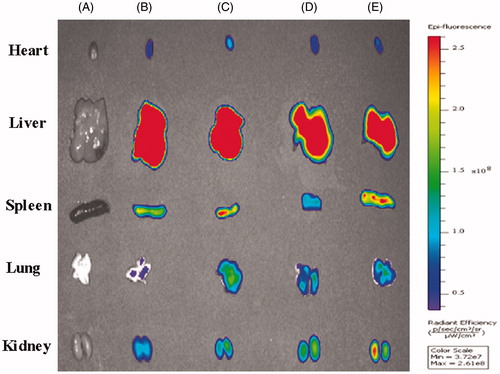 Figure 12. The image of isolated organ of B16 bearing mice 24 h after systemic administration of DIR-loaded liposomes.