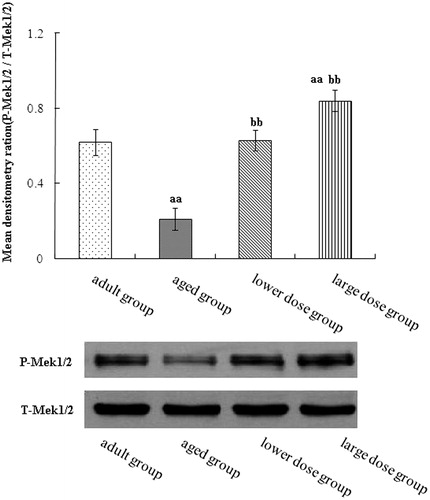 Figure 4. Western blot analysis of phosphorylation MEK expression in hippocampus tissue. Compared with aged rats, treatment with 80 mg/kg/day and 160 mg/kg/day DHA 50 days significantly increased the levels protein expression of phosphorylation of MEK. The quantity of the applied protein was normalized by Western analysis with anti-total MEK (n = 5). aap < 0.05 versus aged group. bbp < 0.01, DHA treatment group versus aged group. n = 5 in each group.