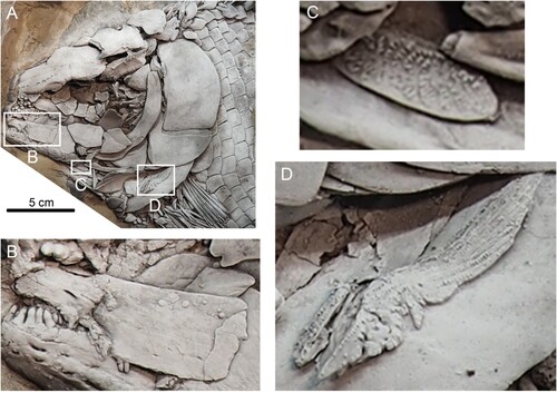 FIGURE 2. Lepidotes gigas Agassiz, Citation1832, FWD_1098 (part). A, skull and pectoral girdle in left lateral view, white squares indicate position of details shown in B, C, and D, dusted with ammonium chloride for photography; B, left maxilla showing a large slot-like foramen on its anterior part; C, anterior clavicle element (anterior serrated appendage) being intermingled with remains of branchiostegal rays; D, posterior clavicle element (posterior serrated appendage) lying on external surface of ventral arm of left cleithrum.