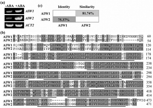 Figure 1. AIW1 and AIW2 are closely related ABA responsive genes. (a) Expression of AIW1 and AIW2 in response to ABA. Twelve-day-old Col seedlings were mock-treated or treated with 50 µM ABA for 4 h, total RNA was isolated, and cDNA was synthesized and used for RT-PCR. ACT2 was used as a control. (b) Amino acid sequence alignment of AIW1 and AIW2. Identical amino acids were shaded in dark gray, and similar ones in light gray. Underlines indicate the WD40 repeats. (c) Amino acid identity and similarity of AIW1 and AIW2. Full-length amino acid sequences of AIW1 and AIW2 were subjected to SIAS (http://imed.med.ucm.es/Tools/sias.html) for identity and similarity assay.