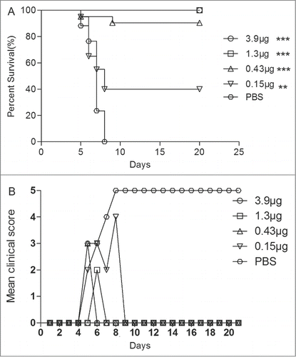 Figure 4. Maternal antibody protected the newborn mice against EV71 lethal challenge. Female ICR mice (6–8 week) were i.p. injected with different dosage vaccines and PBS at a 3-week interval and allowed to mate at 1 week after the first injection. After 3 weeks, the newborn mice were challenged with 15 LD50 of the EV71 challenge virus. Mortality and clinical disease were monitored and recorded daily after infection. The Mantel-Cox log-rank test was used to compare the survival of pups between each maternal immunization group and the PBS control group at 21 d post-infection.