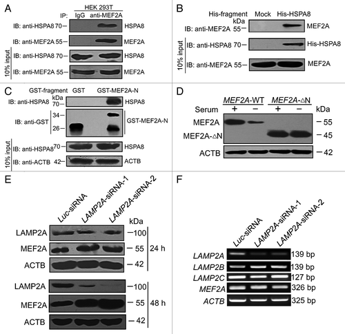 Figure 5. MEF2A interacts with the key CMA regulators. (A) MEF2A interacts with endogenous HSPA8. HEK 293T cell extracts were immunoprecipitated with IgG and anti-MEF2A antibody, respectively, and 10% of input extracts were analyzed by western blot with an anti-HSPA8 or anti-MEF2A antibody. (B) HSPA8 interacts with endogenous MEF2A. His affinity isolation assay was performed by incubating SK-N-SH cell lysates with His-HSPA8 or control protein. Bound MEF2A and 10% of input extracts were detected by immunoblotting with an anti-MEF2A or anti-HSPA8 antibody. Expressed His-HSPA8 protein was detected by anti-HSPA8 antibody. (C) Interaction of N-terminal MEF2A with HSPA8. GST affinity isolation assay was performed by incubating GST or GST-MEF2A-N fragments with SK-N-SH cell lysates. Bound HSPA8 and 10% input extracts were detected by immunoblotting with an anti-HSPA8 or anti-ACTB antibody. GST or GST-MEF2A-N fragments were detected by anti-GST antibody. (D) Degradation of MEF2A-∆N by serum deprivation. Neuro-2A cells were individually transfected with the full-length (MEF2A-WT, namely pc3.1-MEF2A) and the N-terminal deletion (MEF2A-∆N) constructs and cultured under serum deprivation for additional 2 d, and MEF2A levels in these cells were determined by western blot. (E) LAMP2A knockdown accumulates MEF2A. SK-N-SH cells were transfected with siRNAs targeting LAMP2A protein, or with negative control Luc-siRNA, and the lysates were collected 24 or 48 h later. LAMP2A knockdown efficiency and MEF2A levels were determined by western blot. (F) Effect of LAMP2A siRNA on endogenous LAMP2A, LAMP2B, LAMP2C, and MEF2A mRNA expression in SK-N-SH cells. SK-N-SH cells were individually transfected with Luc-siRNA, LAMP2A-siRNA-1 and -2. Twenty-four hours after treatment, the mRNAs were measured by RT-PCR; levels of ACTB expression are shown as an internal control.
