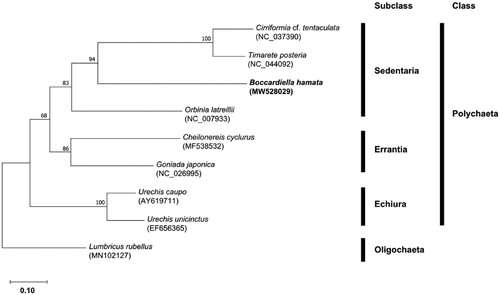 Figure 1. Maximum-likelihood (ML) tree based on the mitogenome sequence of Boccardiella hamata (MW528029) with eight polychaete species. Lumbricus rubellus was used as an out-group for tree rooting. The bootstrap supports are shown on each node.