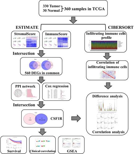 Figure 1 Flowchart of this study.