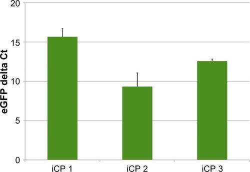 Figure S1 Analysis of eGFP expression in iCP lines 14 days after transfection.Notes: Expression of eGFP mRNA in iCP lines 1–3 showed variability 14 days after transfection with pmGENIE-3-GMT. Normalized mean Ct values for triplicate reactions are displayed for each iCP line.Abbreviations: iCP, induced cardiac-like progenitor; GMT, Gata4, Mef2c, and Tbx5; eGFP, enhanced green fluorescent protein.