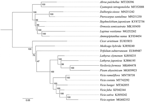 Figure 1. Phylogenetic relationships based on cp protein-coding genes among 21 Papilionoideae species inferred from RaxML. Numbers on branches are Bootstrap support values (BS).