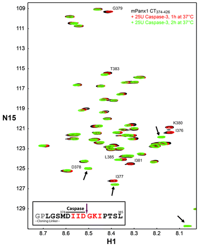 Figure 6. In vitro Caspase-3 cleavage assay. 15N-HSQC spectrum of mPanx1 CT374–426 alone (black) has been overlaid with spectra obtained in the presence of 25U of Caspase-3 after 1 h at 37 °C (red) and after 25U more of Caspase-3 and an additional 2 h of incubation at 37 °C (green). Residues affected by the cleavage reaction have been labeled and the new chemical shifts are indicated with black arrows. Sequence of the mPanx1 CT374–426 region involved in the cleavage (cloning linker attached to residues M374-L385) is displayed (inset). Residues affected by the cleavage are colored in red. Caspase recognition sequence and cleavage site are respectively indicated by a solid black line and a purple arrow. Residues colored in gray are not visible on the spectra due to their N-terminal location.