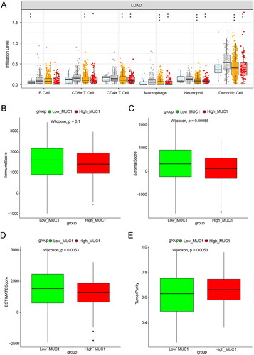 Figure 3. The immune correlation analysis between high-MUC1 group and low-MUC1 group. (A) The effect of MUC1 copy number variation on the immune cells infiltration in LUAD; B-E) the immune score M (B), stromal score (C), tumour purity (D), and ESTIMATE score (E) in high-MUC1 group and low-MUC1 group. *p < 0.05; **p < 0.01; *** p < 0.001; **** p < 0.0001.