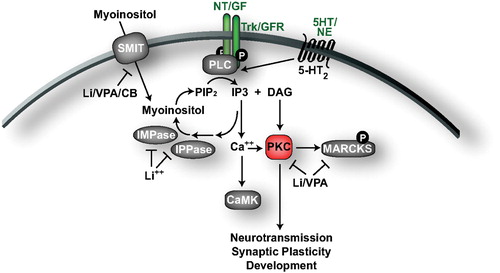Figure 3. Phosphoinositol signaling and depletion by mood stabilizers. Following activation by growth factor and G‐protein‐coupled receptors, PLC catalyzes the production of IP3 and DAG to trigger release of Ca2+ from intracellular stores, and the activation of PKC to regulate neurotransmission, synaptic plasticity, and development. Mood stabilizers inhibit multiple aspects of this pathway, including influx of myoinositol through SMIT, recycling of IP3 into PIP2, and the activity of PKC. Molecules/proteins/genes altered in mood disorder patients or shown to regulate behavior in animal models of depression/ADT response are colored according to their associated effects (green = ADT, blue = prodepressive, yellow = antimanic, red = promanic, see online version for colour).