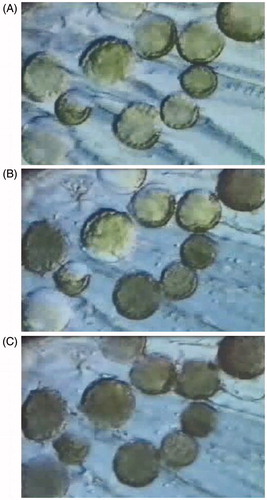 Figure 1. Illustrates the progression of the freezing process in a population of cells. (A) The progression of extracellular ice formation during the initial freezing process. (B) Extracellular ice has completely surrounded the cells with approximately half of the cells experiencing intracellular ice. (C) All cells are frozen intracellularly.