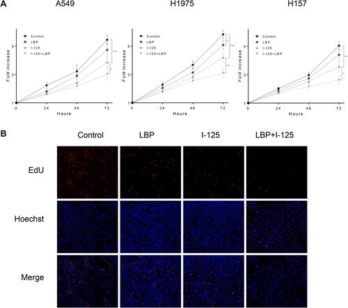 Figure 4 LBP increased 125I-induced anti-proliferative effect in NSCLC cells. (A) After treatment with 125I, LBP (10% of IC50), or their combination, the proliferation of A549, H1975, and H157 cells was detected by CCK-8 assay at 0, 24, 48, and 72 h. (B) The EdU assay were performed to verify the anti-proliferative effect of LBP and 125I on A549 cells. The data are presented as the mean ± SD. One-way ANOVA was used for data analysis; *P < 0.05, **P < 0.01, ***P < 0.001.