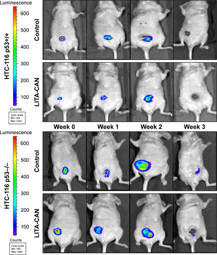 Figure S2 Bioluminescence imaging for murine xenograft models of HCT 116 p53+/+ and HCT 116 p53−/−.Notes: Representative images of the murine xenograft model of HCT 116 p53+/+ and HCT 116 p53−/− after 3 weeks of chronic LITA-CAN or control (HEPES) nanoparticle i.p. injections. Color indicates luciferase activity, which is correlated with counts given on the scale.Abbreviations: LITA-CAN, liposome-encapsulated acetate nanoparticles for cancer applications; HEPES, 4-(2-hydroxyethyl)-1-piperazineethanesulfonic acid; i.p., intraperitoneally.