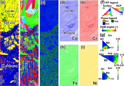 Figure 8. Texture development in the transition zone of the HT2 sample: (a) phase map showing fcc, bcc and hcp structures, (b) inverse pole figure colour map, (c) kernel average misorientation maps, (d,e,h,i) EDS maps for Co, Cr, Fe and Ni, respectively, (f) corresponding legends for a–c, (g) IPF representation of fcc, hcp and bcc grains.