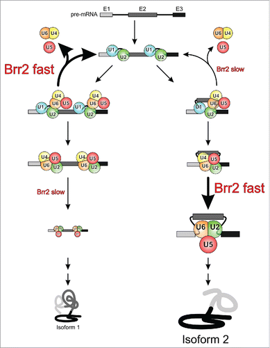 Figure 6. Model for putative Brr2-mediated enhancement of splicing fidelity and regulation of alternative splicing. Depending on the state of the NTR and the Sad1 protein in competing alternative splicing scenarios (left and right branches), Brr2 may be more or less prone to disrupt the tri-snRNP in a non-productive fashion, thus differentially channeling the different substrates along the splicing or discard pathways. Similarly, depending on the level of Brr2 inhibition in competing alternative splicing scenarios, the helicase may elicit spliceosome activation slowly or quickly, kinetically controlling the levels of protein isoforms produced.