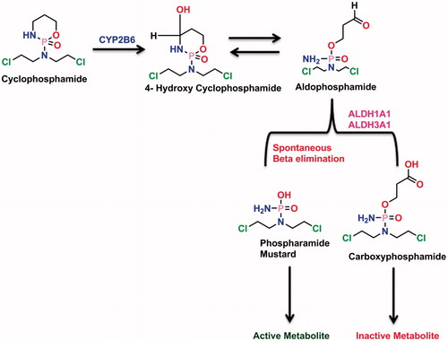 Figure 4. Biotransformation pathway of cyclophosphamide.
