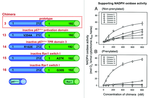 Figure 3. Intrachimeric bonds between residues in the switch I of the Rac1 moiety and in the TPR domains of the p67phox moiety and an intact activation domain in the p67phox moiety of chimera [(p67phox(1–212)-Rac1(1–192)) (prototype chimera 3) are essential for enabling the chimera to support NADPH oxidase activity. The numbering of chimeras are according to Alloul et al.Citation79 Four mutants of the prototype chimera 3 were constructed in which residues in the activation domain and one of the TPR domains of the p67phox moiety and 2 residues in the switch I of the Rac1 moiety were mutated. Graphs A and B describe the ability of mutant chimeras to support NADPH oxidase activation in vitro. (A) NADPH oxidase supporting activity of the mutant chimeras, in non-prenylated form, was assessed in an amphiphile-dependent cell-free assay consisting of phagocyte membrane, chimera in the GTPγS-bound form, and p47phox. (B) The activity of the equivalent prenylated chimeras was measured in an amphiphile-independent cell-free system, consisting of membrane and chimera in the GTPγS-bound form, in the absence of p47phox (modified from ref. Citation83).