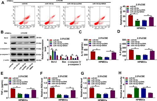 Figure 6 MiR-145-5p mimics protected against CSE-induced HPMEC injury through interacting with BRD4. (A–H) HPMECs were transfected with miR-NC, miR-145-5p, miR-145-5p+pcDNA and miR-145-5p+BRD4, respectively, under 2.5% CSE treatment in HPMECs. (A) Cell apoptosis was detected by Annexin V-FITC and PI double staining assay. (B) The protein expression of Bcl-2, Bax, c-caspase 3 and p-caspase 3 was determined by Western blot analysis. (C–E) The levels of IL-1β, IL-6 and TNF-α were detected by ELISA. (F) The level of ROS was detected by ROS detection assay. (G) MDA level was detected by MDA determination assay. (H) SOD activity was detected by SOD activity detection assay. *P<0.05.