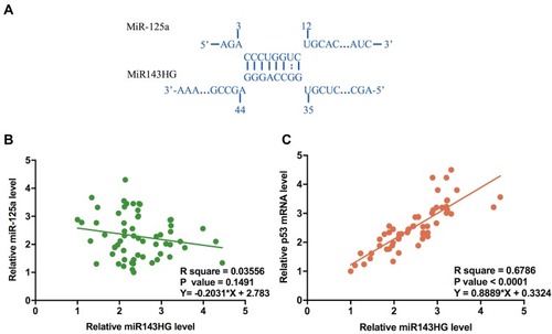 Figure 2 MiR-125b may bind miR143HG but was not significantly correlated with it.Notes: Bioinformatics analysis performed using IntaRNA (http://rna.informatik.uni-freiburg.de/IntaRNA/Input.jsp) showed that miR-125a can bind miR143HG (A). Expression levels of miR-125a and its downstream target p53 mRNA were in EC cells were measured by qPCR. Correlations between miR143HG and miR-125a (B)/p53 (C) were analyzed by performing Pearson’s correlation coefficient. qPCRs were performed in triplicate manner and mean values were used in the analysis.