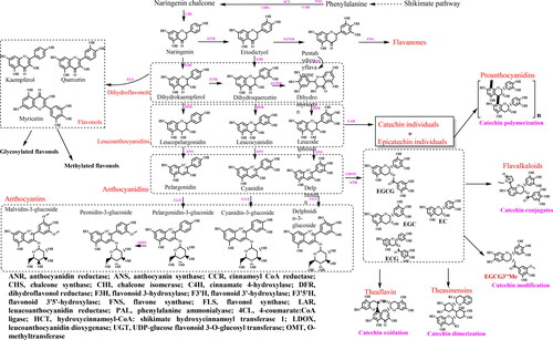 Figure 3. Simplified scheme of major tea flavonoids biosynthesis in fresh leaves. Flavonoid biosynthesis pathways are vital for tea plants. Owing to the unraveling of tea genomes, crucial genes and enzymes involved in tea flavonoid metabolism pathways have been studied in detail and well demonstrated.