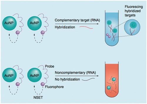 Figure 1. Gold nanoparticle-based assay to detect hepatitis C virus RNA. In hepatitis C virus (HCV)-positive specimens, the fluorophore-labeled probe hybridizes to the target HCV RNA and fluorescence is be detected. In addition, the color of the solution will change from red to blue, owing to the aggregation of AuNPs (a qualitative colorimetric signal indicating the presence of HCV RNA). AuNP, gold nanoparticle; NSET, nanoparticle surface-energy transfer. This image adapted from [Citation26] with copyright permission.