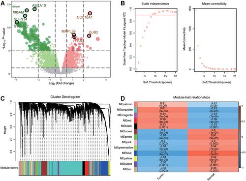 Figure 2 Coexpression modules of differentially expressed genes. (A) The differentially expressed genes between osteosarcoma and controls in GSE99671. (B) The scale-free fit index and the mean connectivity for various soft-thresholding powers. (C) Common genes were identified for thirteen coexpression modules by WGCNA. (D) Correlations between modules and clinical trait were analyzed by Pearson correlation.