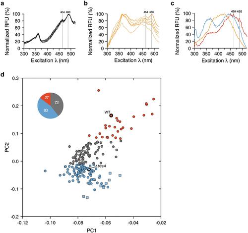 Figure 10. Optotracing diagnostics of biofilm infection in the urinary tract. (a) optotracing for direct detection of cellulose in PBS. The fluorescence signals from the optotracer, excited at 300–520 nm with emission collected at 545 nm, are shown in a normalized excitation spectra. Solid lines show average fluorescence of two technical replicates, dotted vertical lines at 464 and 488 nm represent the cellulose signature. (b) normalized excitation spectra showing optotracing for cellulose in urine collected from eight healthy volunteers. The urine was spiked with microcrystalline cellulose, and mixed with the optotracer. Optotracer fluorescence are shown in a normalized excitation spectrum. Lines show the average fluorescence of three technical replicates. (c) normalized excitation spectra of fluorescence from optotracers bound to biofilms formed by the uropathogenic strains UPEC 12, (wt) (red) and isogenic mutant ΔbcsA (blue). The biofilms were recovered from urine samples that had been spiked with the strains. As optotracing of recovered biofilms were performed in PBS, a spectrum of optotracer in PBS (orange) is included for comparison. Average normalized fluorescence from three technical replicates from one representative experiment is shown. (d) optotracing analysis of the presence of cellulose in urine from patients with confirmed UTI. The study includes 182 urine samples from UTI patients (circle), 8 urine samples from healthy volunteers (square), and biofilm preparations of UPEC 12 (wt) and ΔbcsA for comparison. Spectral data in the range 464–508 nm (representing the cellulose signature) of the normalized excitation spectra were analyzed with Principal component analysis (PCA) and clustered with ‘k means clustering’. The three generated clusters differentiate samples that are positive (red circles, clustering with thick border red circle of UPEC12 wt) and negative (blue circles, clustering with thick border blue circle of UPEC 12 ΔbcsA).) for cellulose, as well as samples with insufficient discriminatory performance (gray). The pie chart inset shows the number of UTI samples in each of the three clusters. Reprinted from Antypas et al. 2018 [Citation113], (open access CC by 4.0).