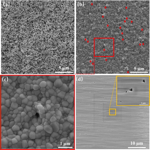 Figure 5. Densification of stereolithography-fabricated ceramic prostheses investigated by SEM. (a) The surface of sample after debinding showing pore network. (b & c) The surface of sample after sintering. (d) The argon ion beams polished cross section revealing the presence of residual pores.