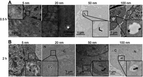 Figure 4 The cellular distribution of AgNPs after 0.5 hours (A) and 2 hours (B) exposure in B16 cells. From left to right, the four panels display the representative TEM images of 5 nm, 20 nm, 50 nm, and 100 nm AgNPs, respectively.Abbreviations: AgNPs, silver nanoparticles; TEM, transmission electron microscopy; N, nucleus; C, cytoplasm.