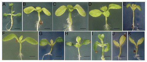 Figure 1 Genetic analyses of sur2 and trp mutants. (A) sur2-1 (B) trp2-1. (C) sur2-1 trp2-1 double mutant. (D) trp2-8. (E) sur2-1 trp2-8 double mutant. (F) trp3-1. (G) sur2-1 trp3-1 double mutant. (H) trp3-100. (I) sur2-1 trp3-100 double mutant. (J) trp1-1 (K) sur2-1 trp1-1 double mutant. Seedlings were grown on an agar medium for 10 days after germination in the continuous light condition. Bars; 7 mm (A), 3 mm (B–D and F–H), 5 mm (E and I), 1.5 mm (J and K).